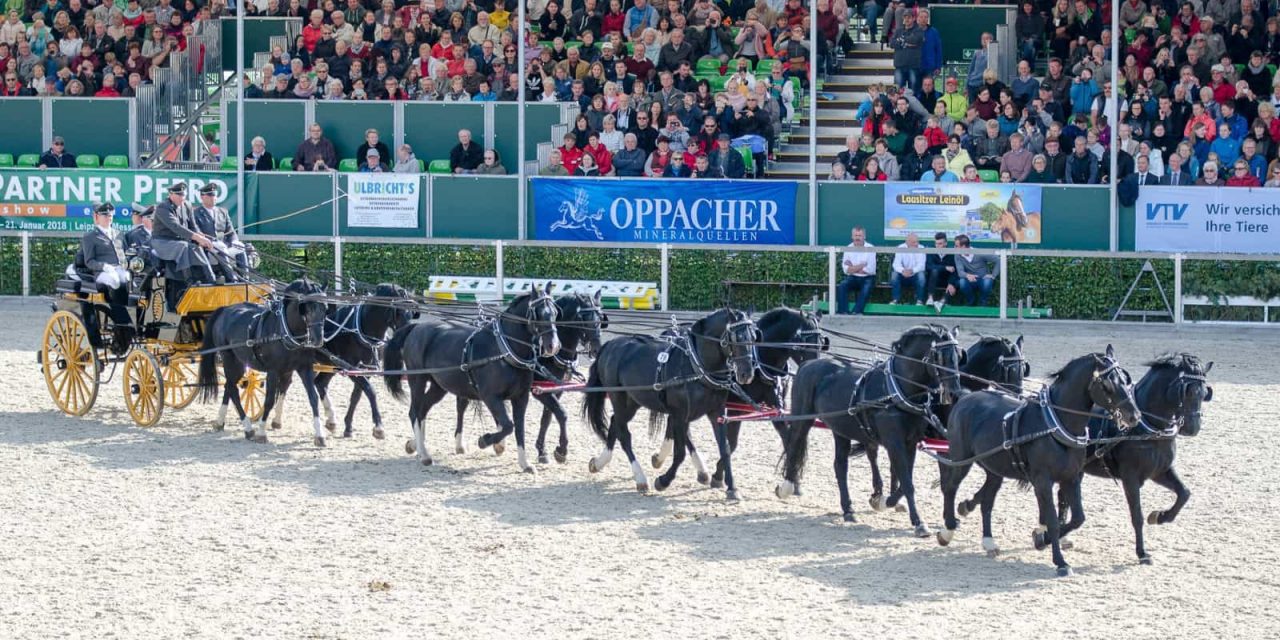 Die Moritzburger Hengstparade  – ein Feuerwerk der schönen Bilder (Teil 1)