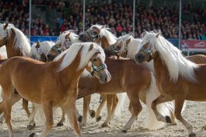 Haflingerhengste (Foto: Hans-Joachim Reiner)