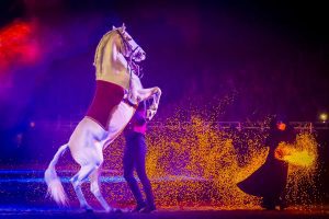 excalibur_horsehowscCh.Slawik-Wuerzburg-Germany-.jpg