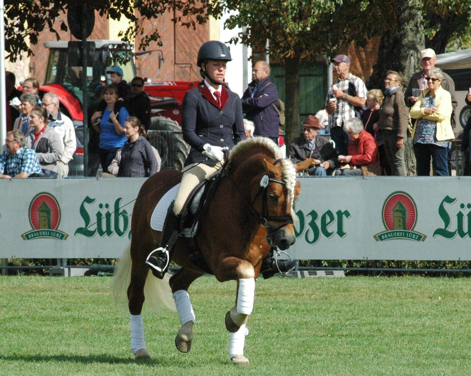 Championats Pferd Amore Mio, GOW Friedsricke Maas (2)