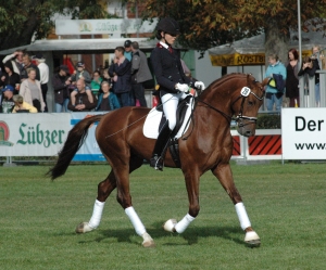 Dressurpferde Don Royal Nr.28, Don Juan des Hus