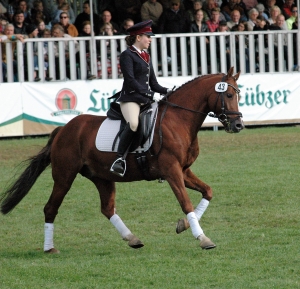 Dressurpferde Quterbacks Junior Nr.43