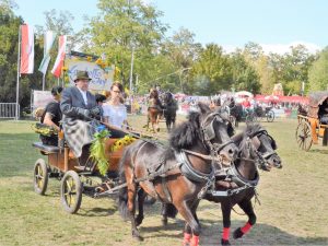 Ascania-Pferdefestival 2018, Rudolf Langhoff (86 Jahre) mit seinem Gespann (Foto:Margot Schöning