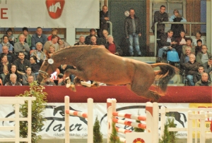 SPRINGEN-PRÄMIE-Nr.54-Kasanova-de-la-Pomme-Kolibri-Patrick