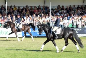 Dressur-Hengste-G0W-Stefanie-Fiedler-Ben-Benico-Friedericke-Maas-Damontes