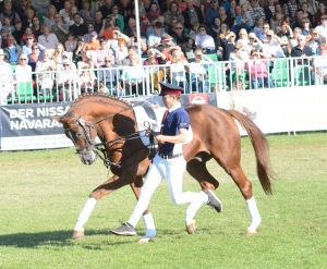 Dressur-Hengste-Landesmeister-Gestüts-Champion-Quaterback-Nr.30-Azubi-Jonas-Böhm