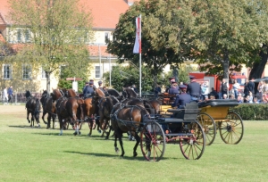 Elitestuten-des-Hauptgestüts-angepannt