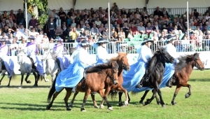 Gäste-Island-Pferde-Quadrille