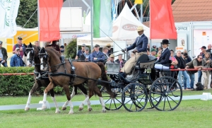 II. Dressur Tor van den Berge AUS, Nr.2 Flavia + Heineke