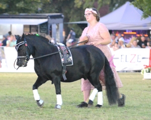 Poseidon, Shetland Pony Zucht Spitzbarth Groß Quentstedt