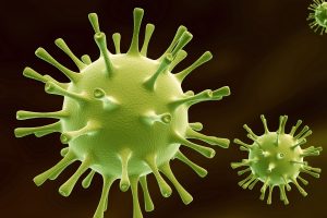 Equine Herpes virus